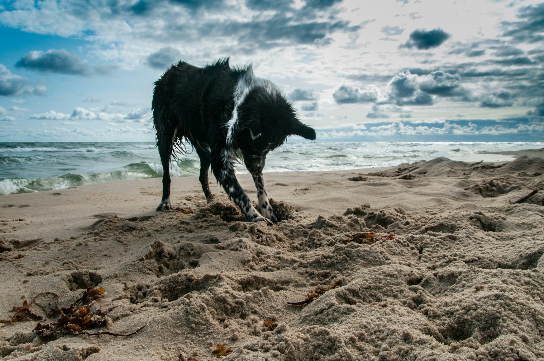 Ostsee Hundestrände: Der umfassende Guide für Ihren Strandurlaub mit Hund