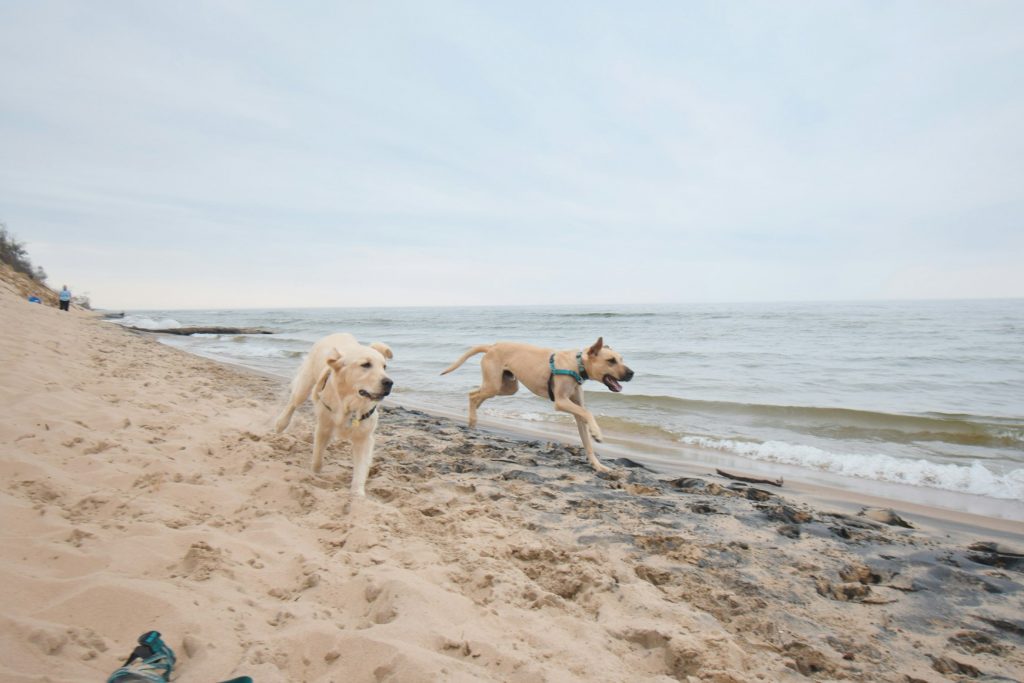 Hundestrand an der Ostsee