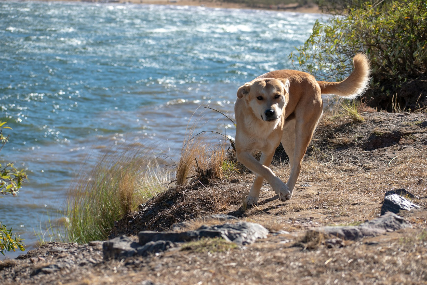 Plau am See mit Hund: Der aktuelle Überblick für Ihren Aufenthalt