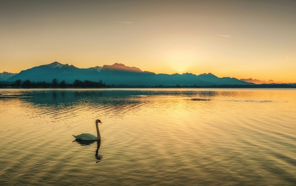Chiemsee Aktivitäten: Schwan im goldenen Sonnenuntergang vor Alpenpanorama am ruhigen See.
