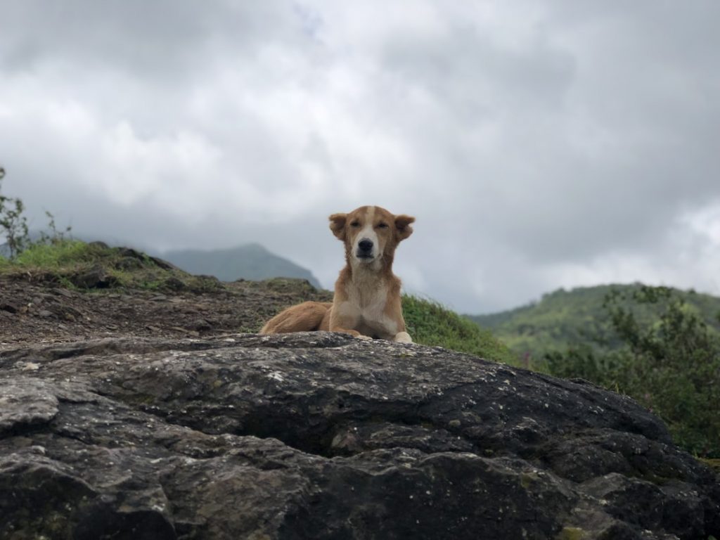 Hundefreundlicher Wanderweg im Harz – ideal für den Urlaub mit Hund.
