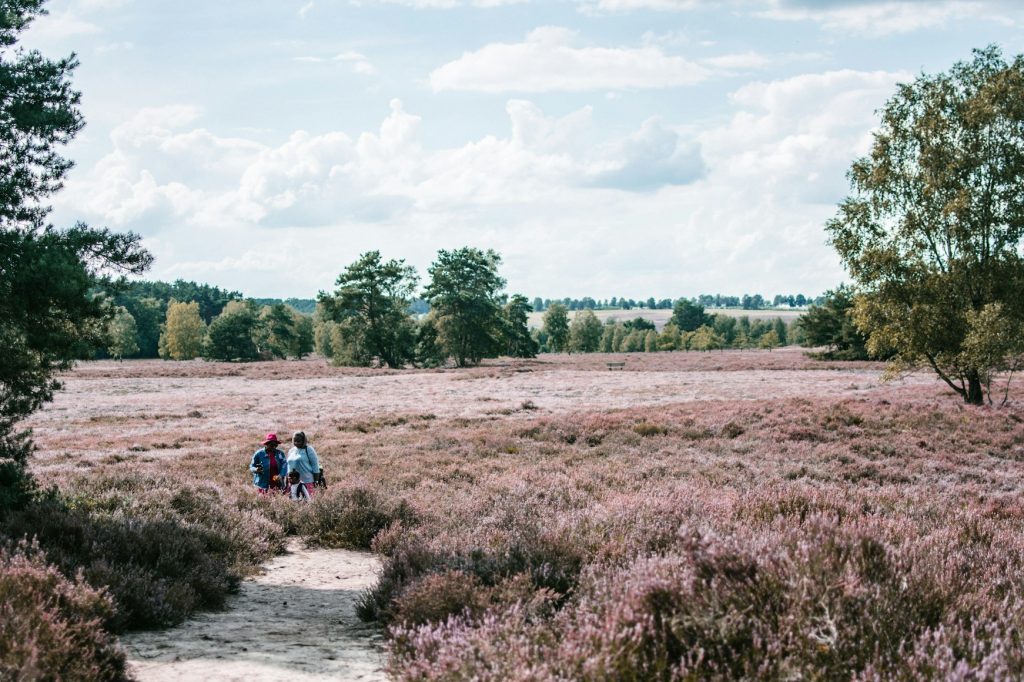 Heideblüte Lüneburger Heide: weite violette Heidekrautflächen und ein sandiger Wanderweg unter blauem Himmel