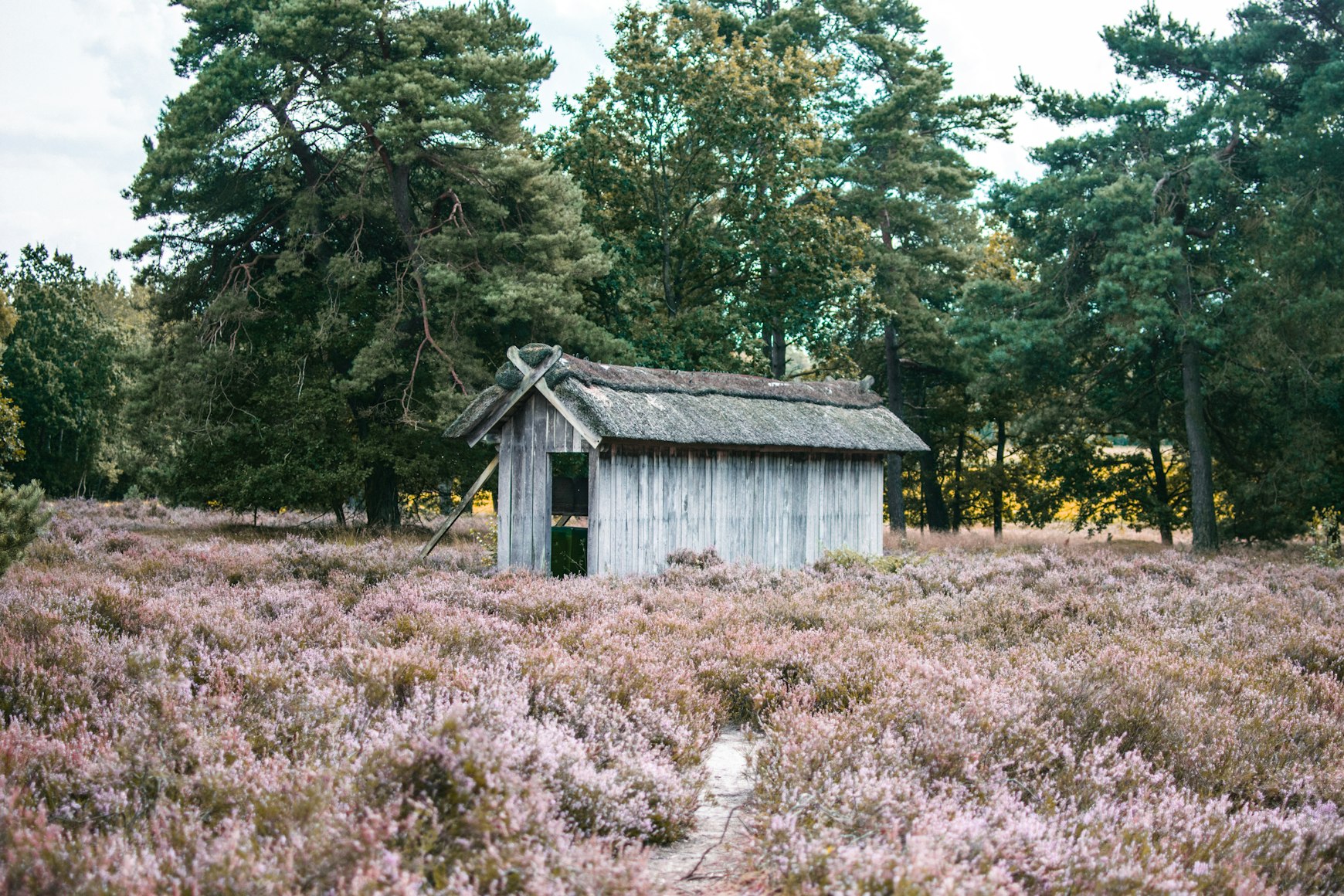Heideblüte Lüneburger Heide: Zeit, Orte, Aktivitäten und Wege