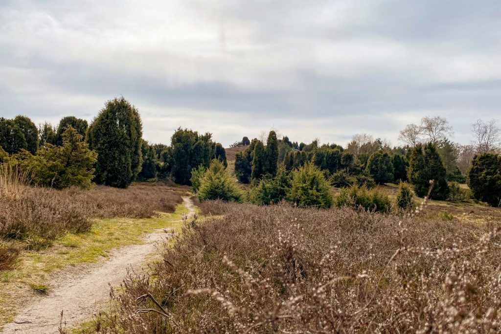 Heideblüte in der Lüneburger Heide mit violett blühender Heidelandschaft