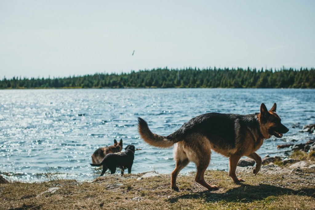 Hund am Strand an der Nordsee – Nordsee Hundestrände