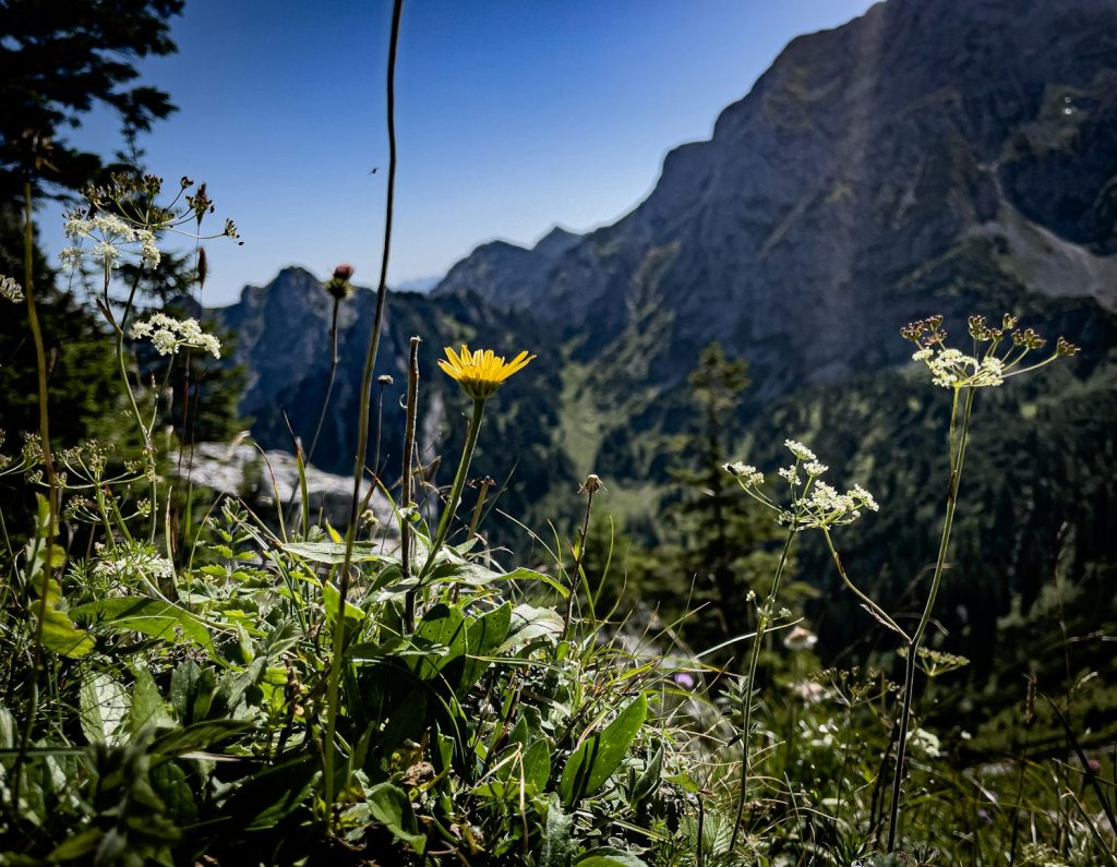 Wandern mit Hund im Allgäu: Mensch und Hund auf einem Bergweg in alpiner Landschaft